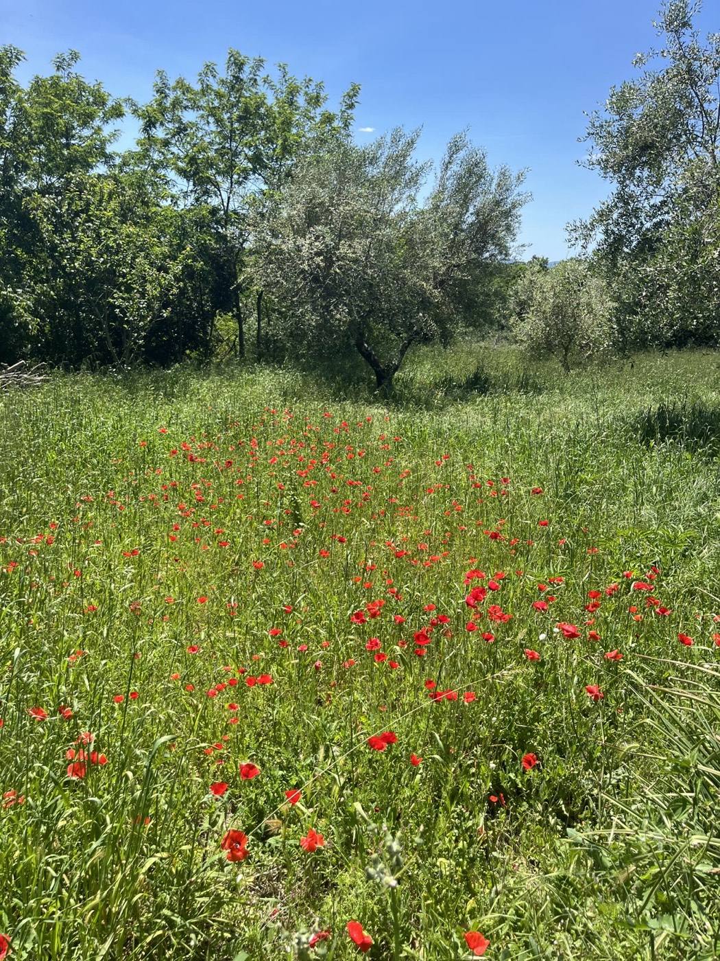 Mohnblumenwiese mit Olivenbäumen in der Toskana